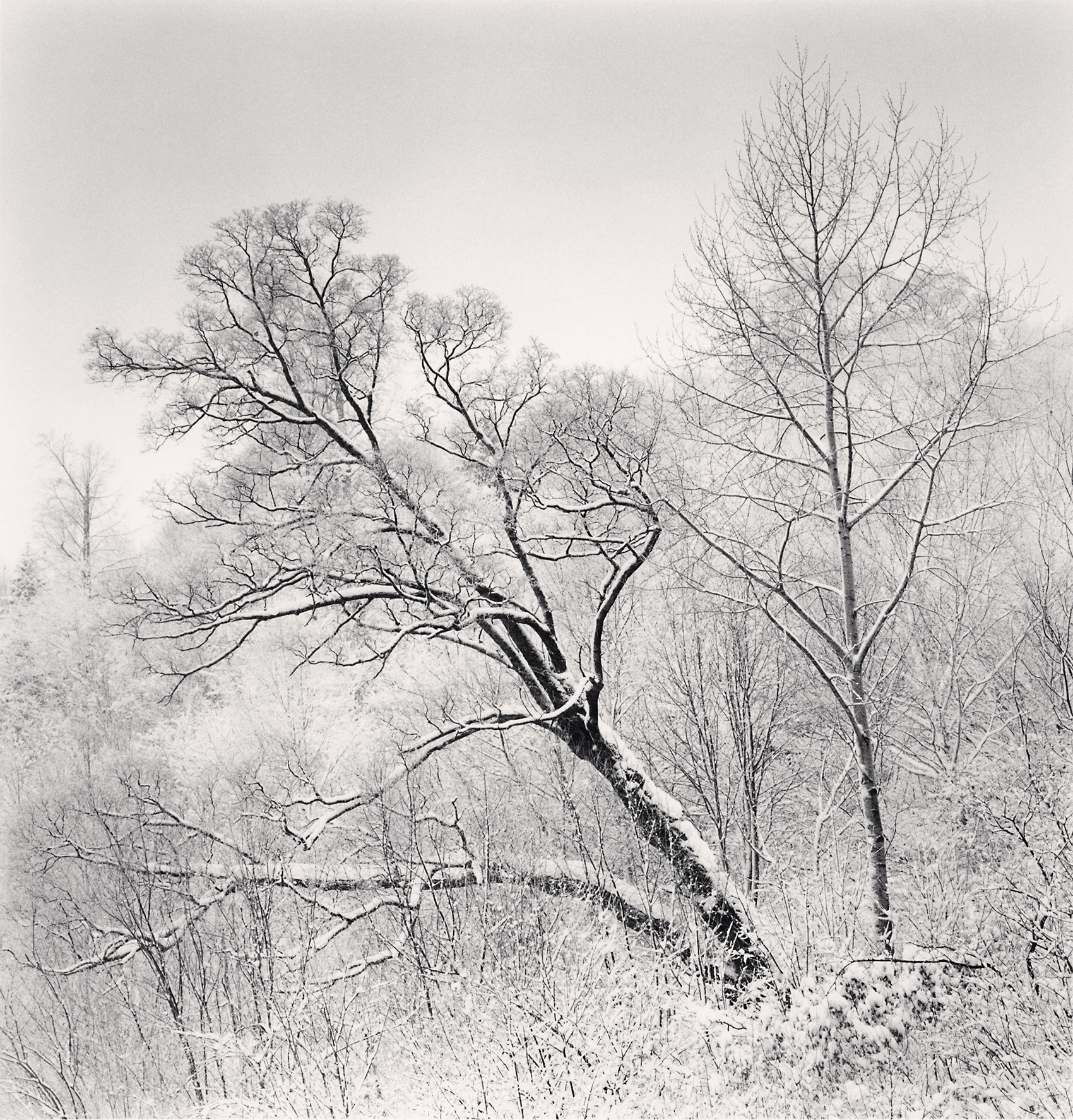 Philosopher’s Tree by Michael Kenna - 谷德设计网