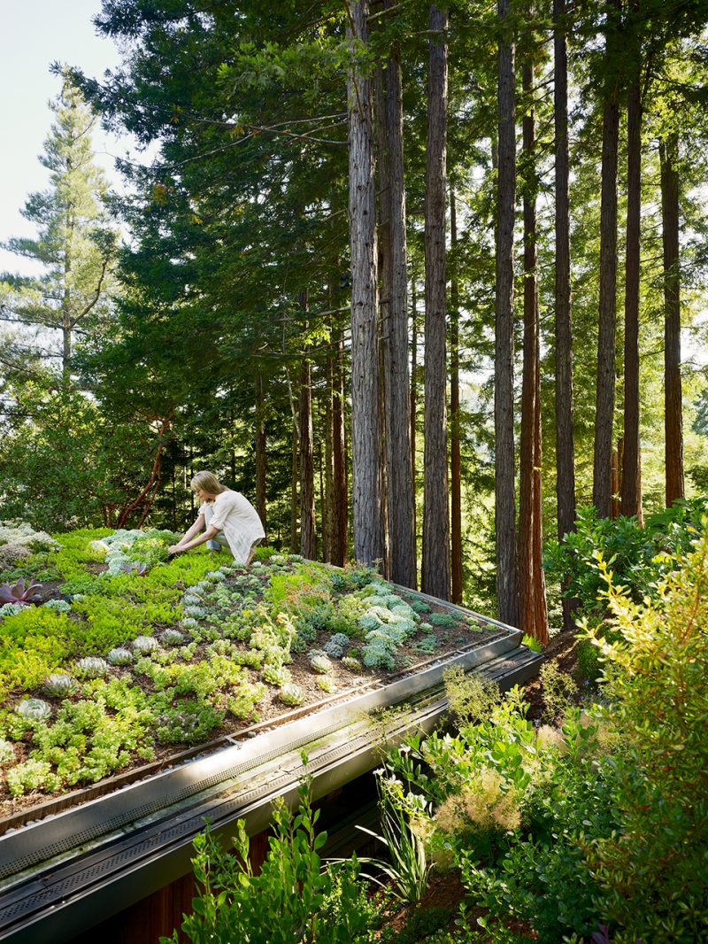 Mill Valley Cabins by Feldman Architecture