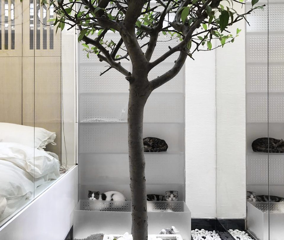 cat house china by fanaf