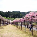 2018“人文园林杯”紫藤花园设计竞赛征集作品