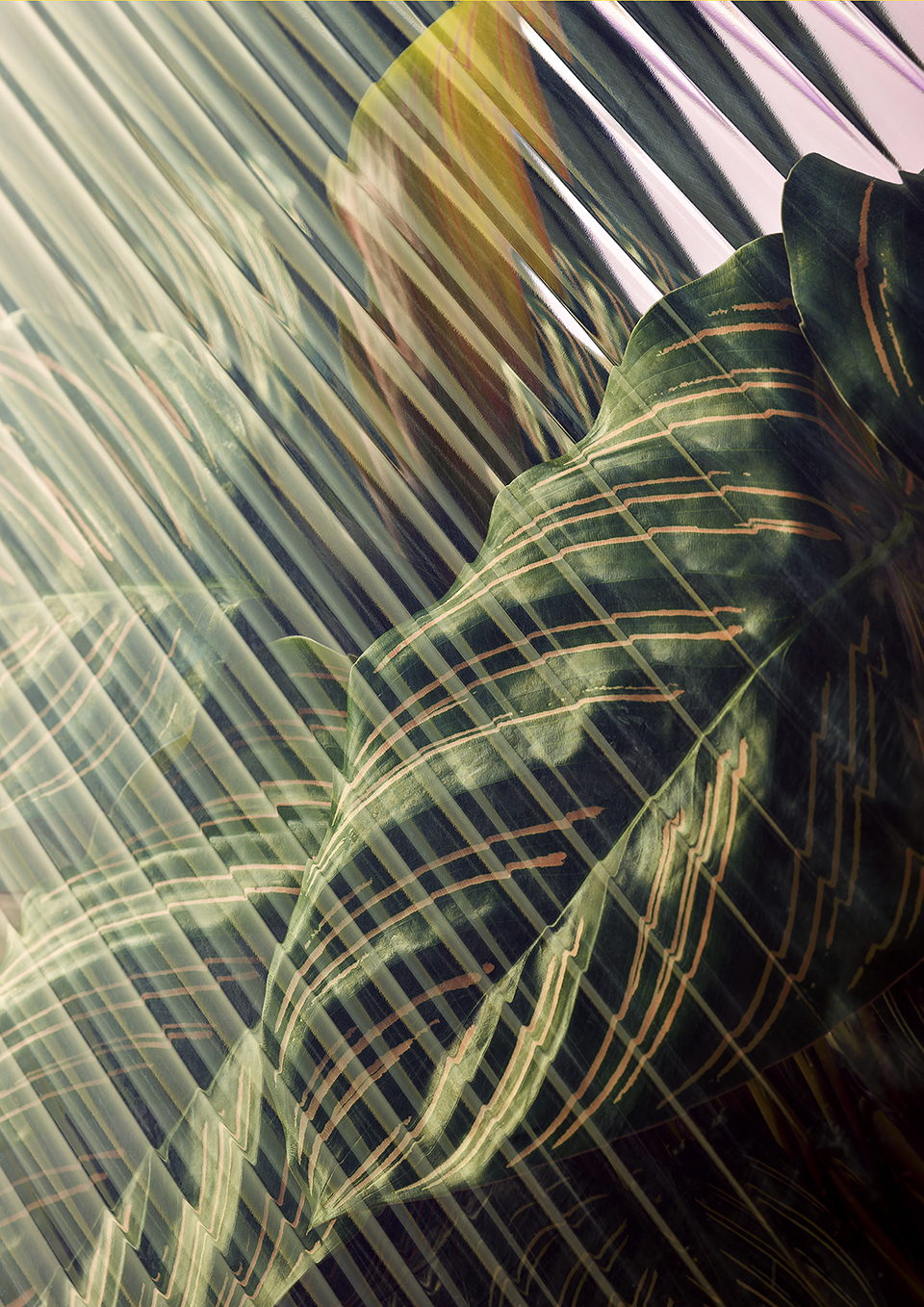 Distortion by Dan Matthews