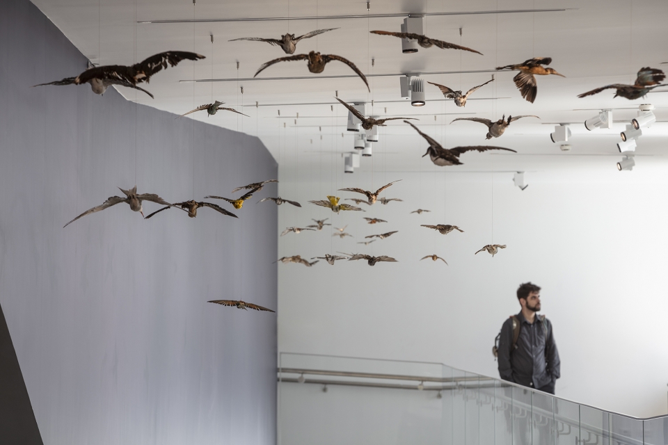 The Steinhardt Museum of Natural History Kimmel Eshkolot Architects