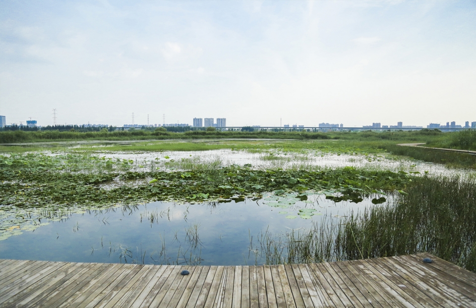 weiliu wetland park china by yifang ecoscape