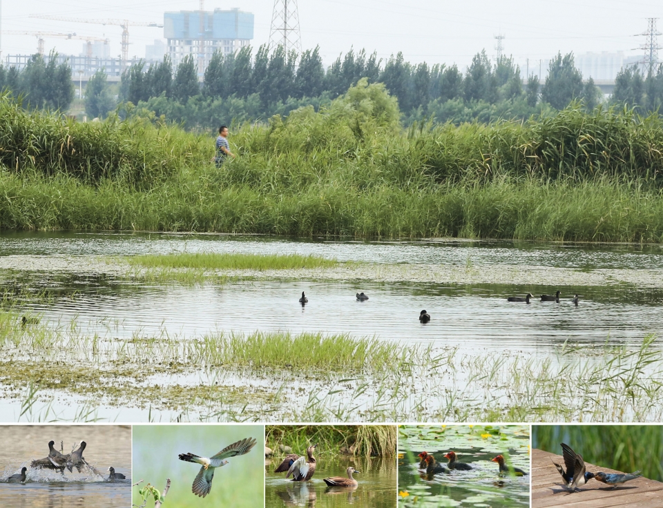 weiliu wetland park china by yifang ecoscape