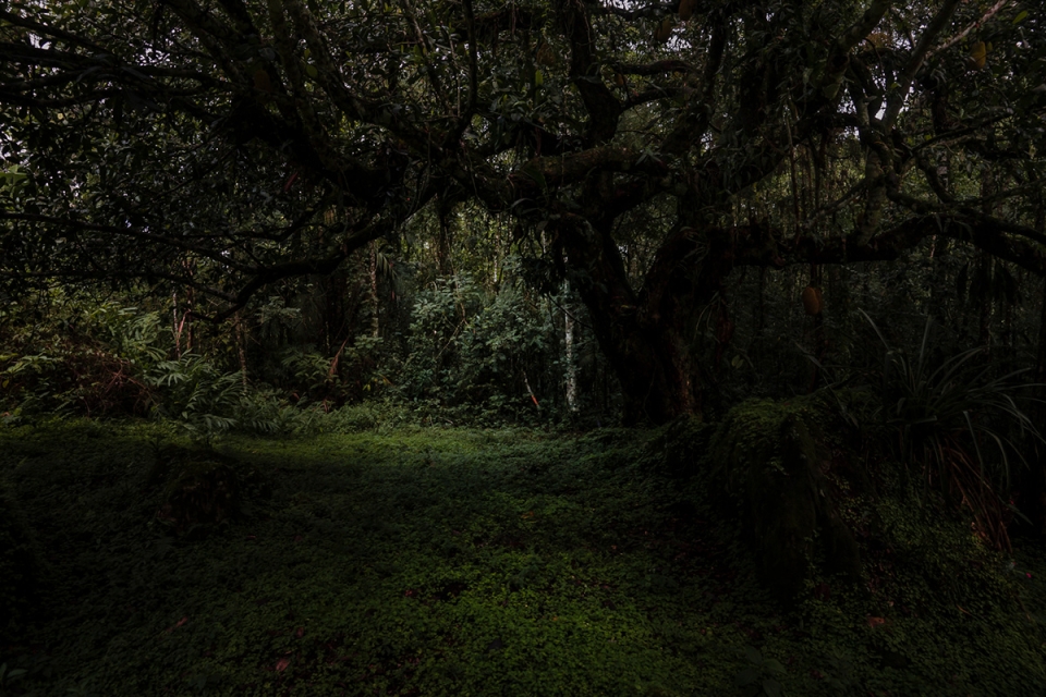 something that i cant remember by antonio schubert