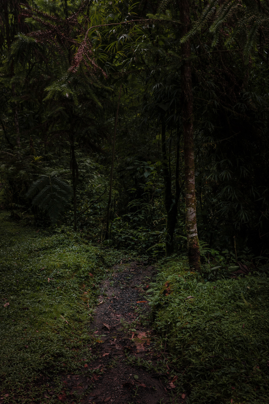 something that i cant remember by antonio schubert