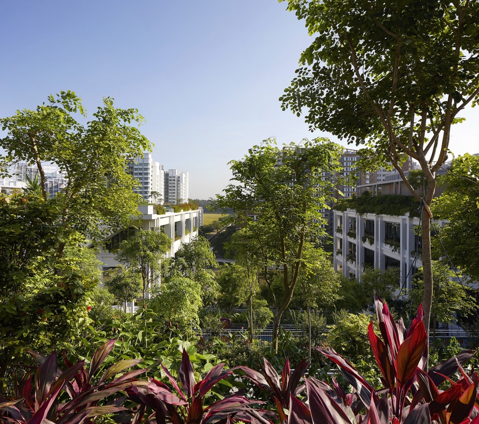 oasis terraces by serie architects multiply architects