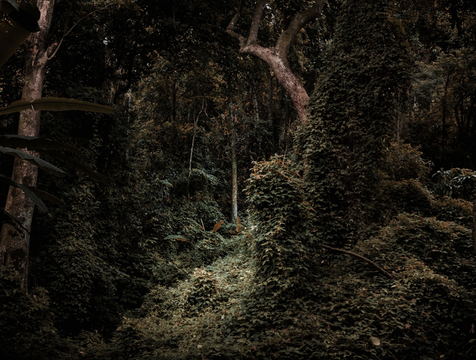 something that i cant remember by antonio schubert