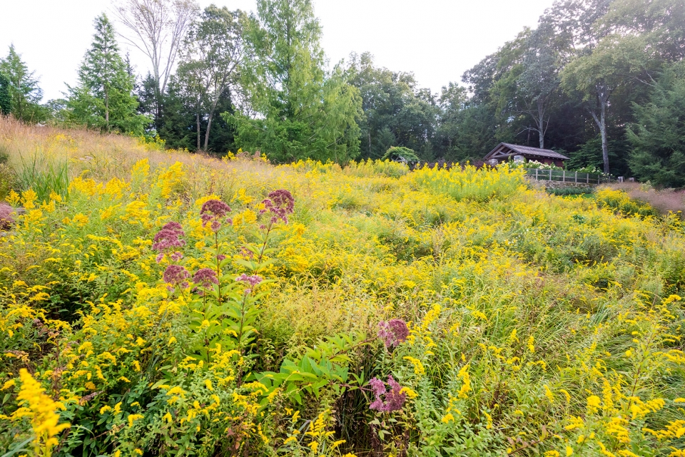 insitu garden by land morphology