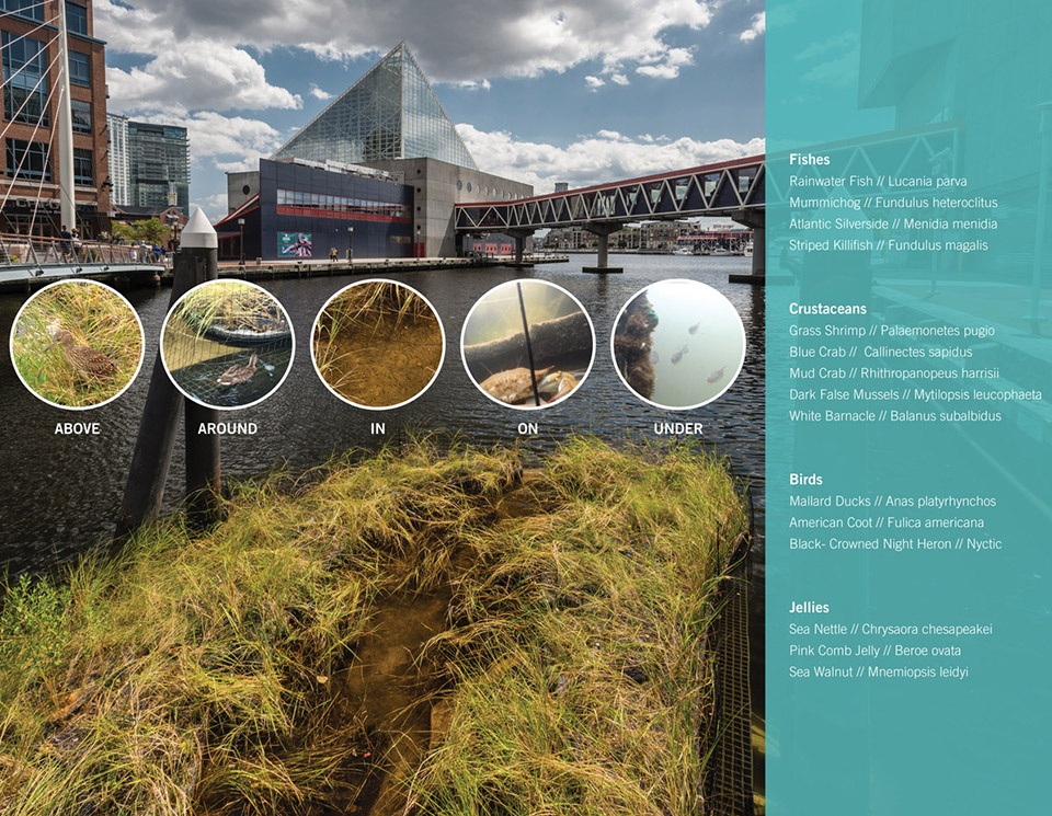 2018 asla research award of honor urban aquatic health integrating new technologies and resiliency into floating wetlands by ayers saint...