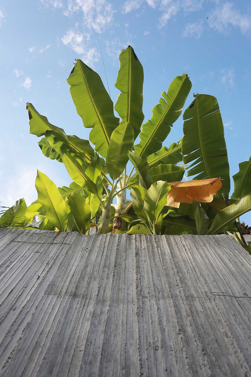 planter box house by formzero