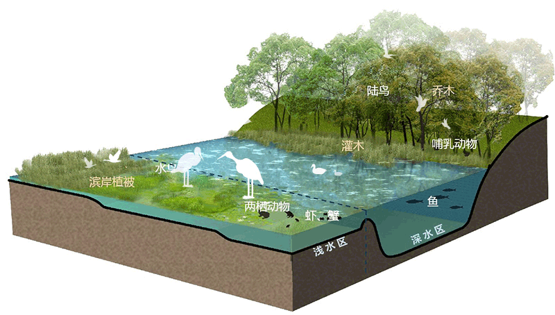 feng river wetland environmental design in xian china by gvl group