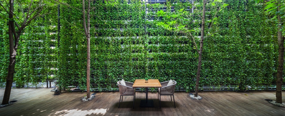 under the ficus shade the garden of ad lib hotel
