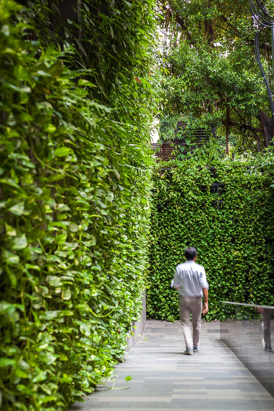 under the ficus shade the garden of ad lib hotel
