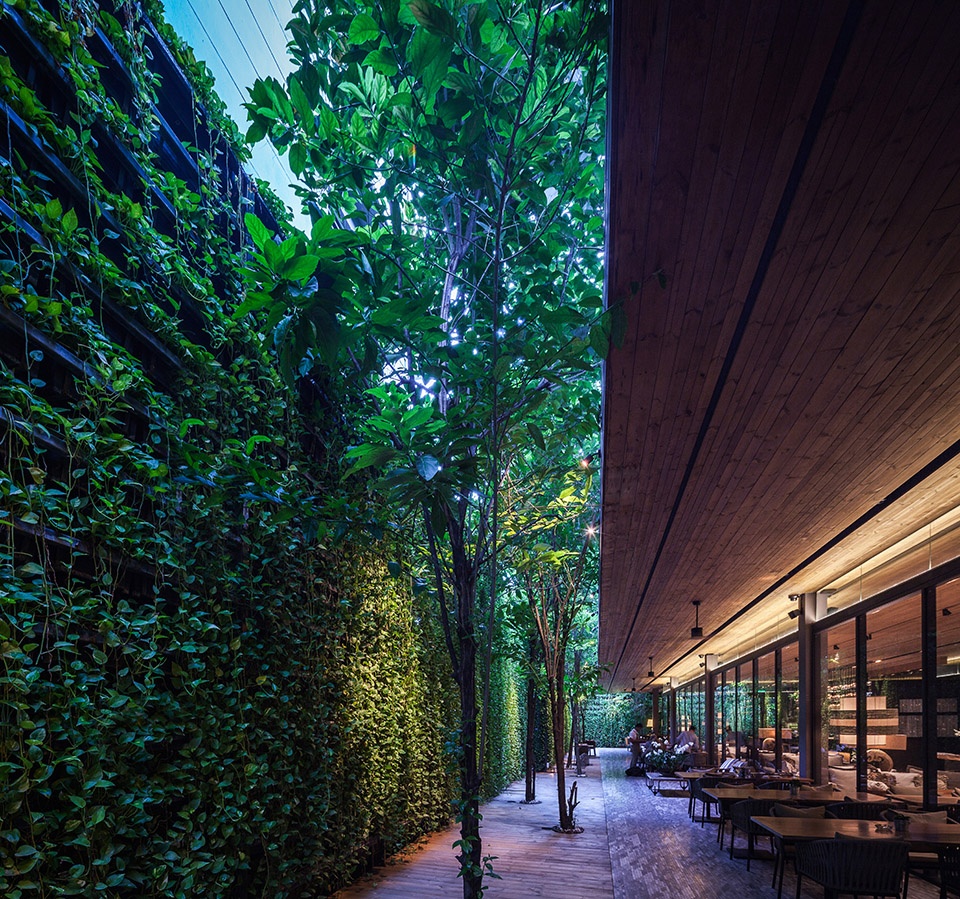 under the ficus shade the garden of ad lib hotel