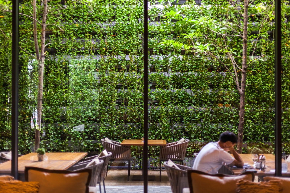 under the ficus shade the garden of ad lib hotel
