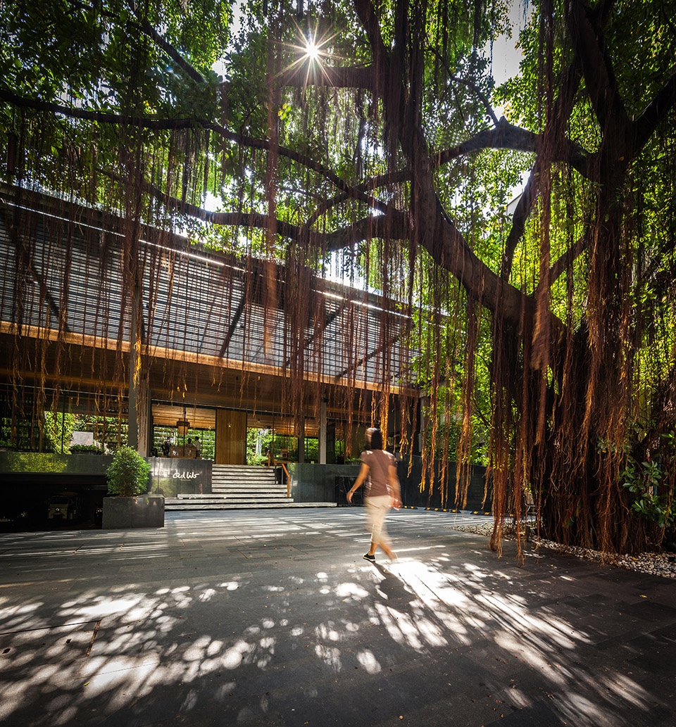 under the ficus shade the garden of ad lib hotel