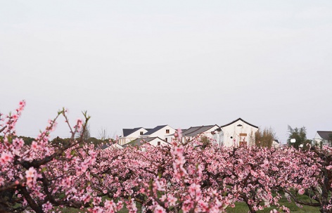 上海“乡村振兴示范村” - 吴房村 / 中国美术学院风景建筑设计研究总院
