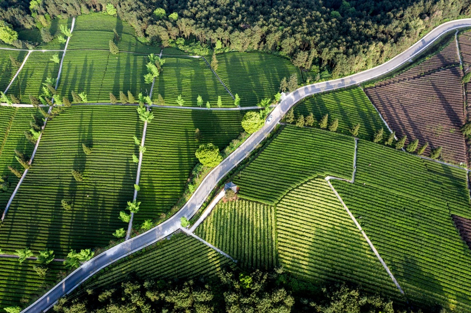 ding xin tea garden,china by chongqing haofeng planning and design group