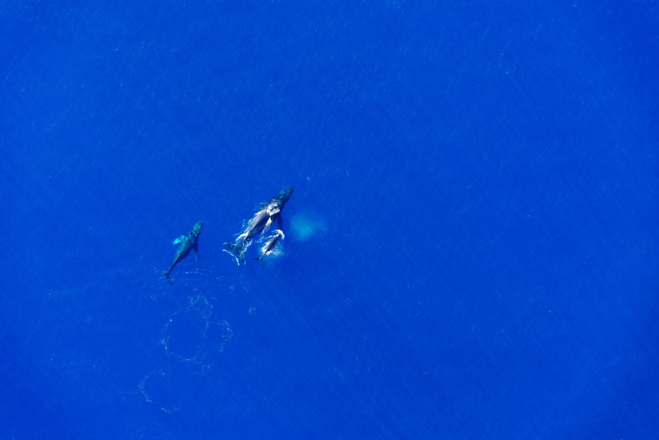 at 1000 feet by dinesh boaz