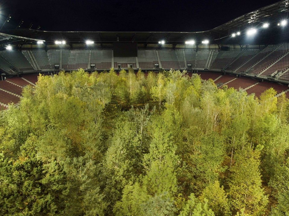 for forest the unending attraction of nature by klaus littmann