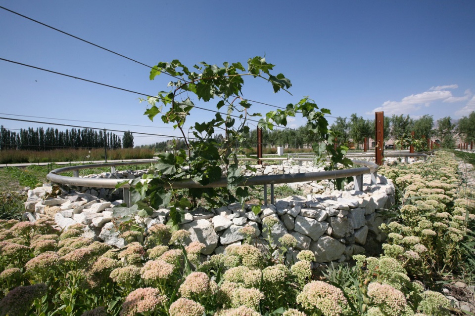 landscape design of xinjiang ruifeng winery china by r land