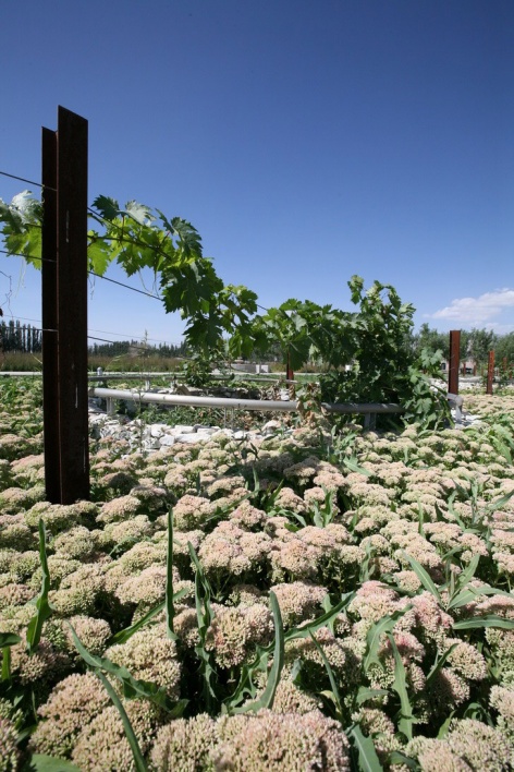 landscape design of xinjiang ruifeng winery china by r land