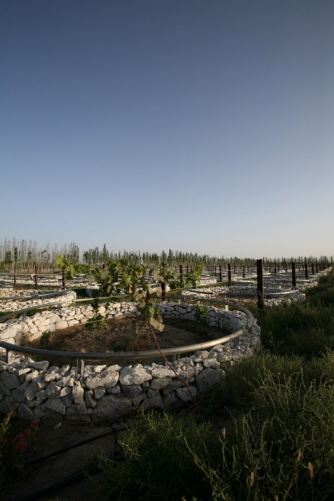 landscape design of xinjiang ruifeng winery china by r land