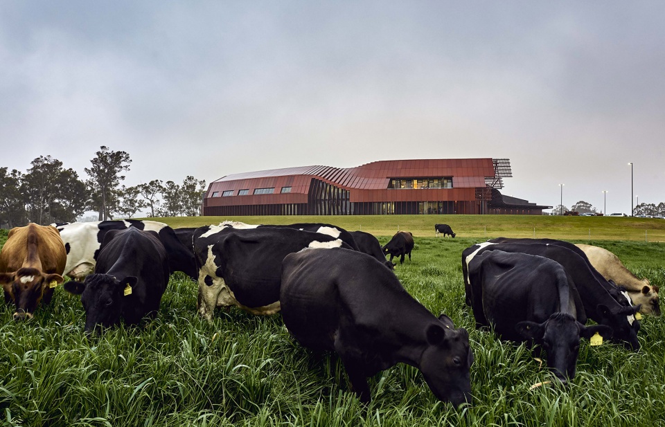 bannister downs dairy creamery by bosske architecture