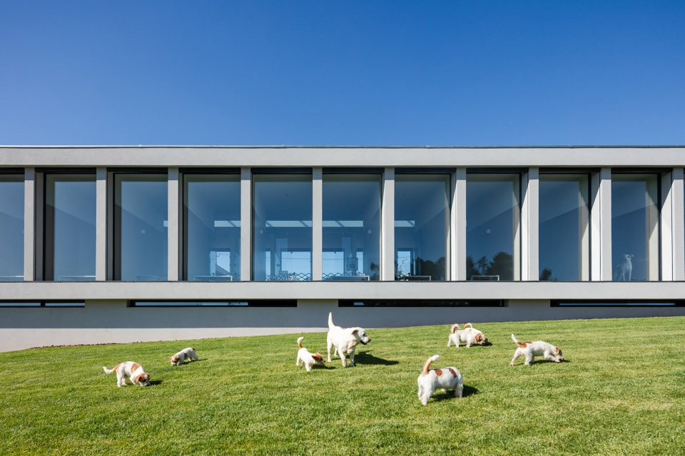 canine feline hotel by raulino silva arquitecto