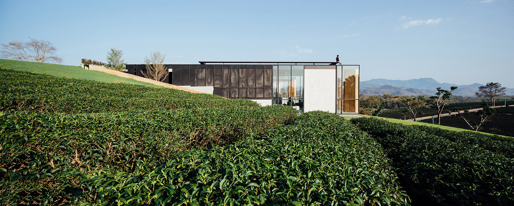 choui fong茶园咖啡厅,泰国 / idin architects