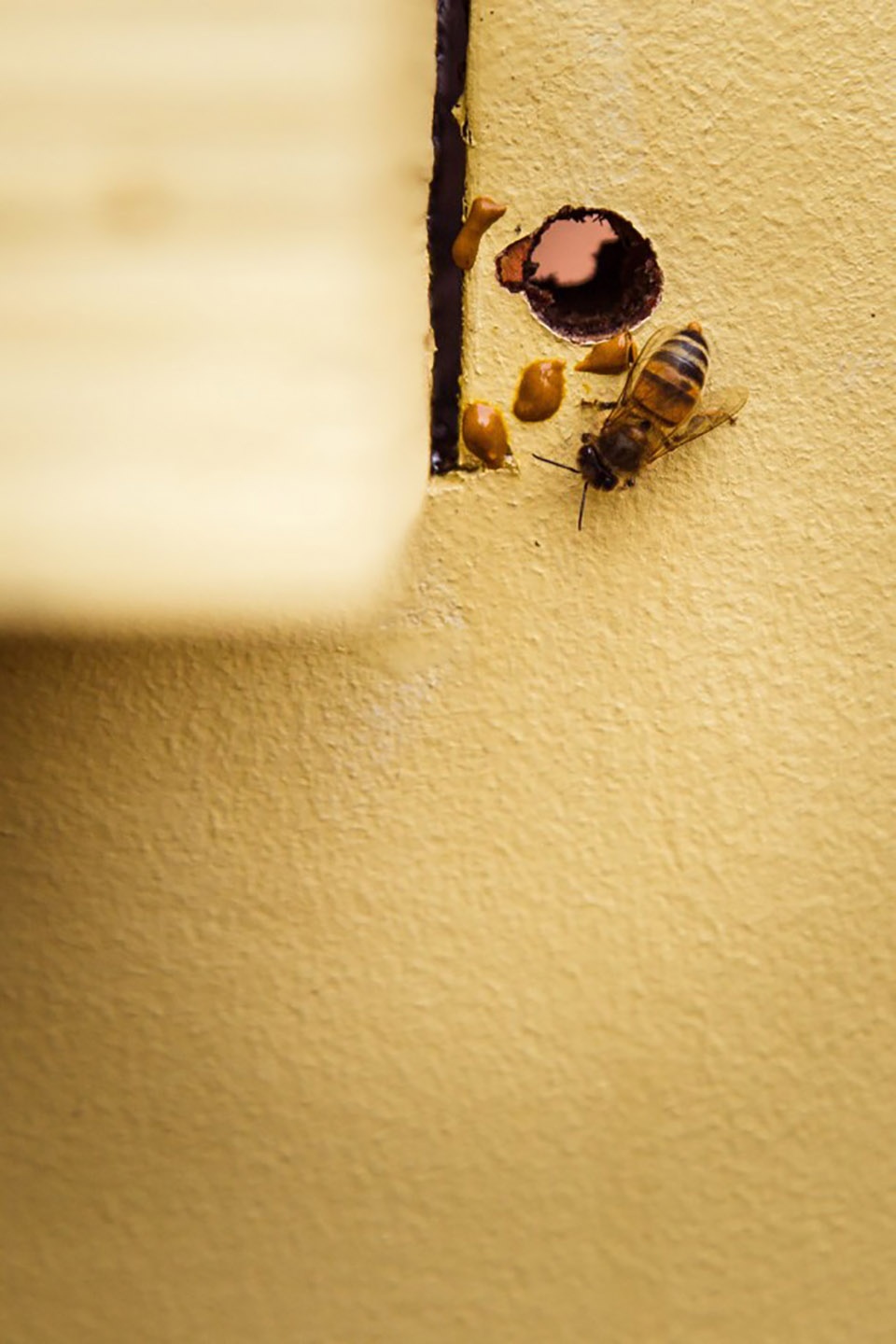 Urban Beehive Project by Nine Yards Studio