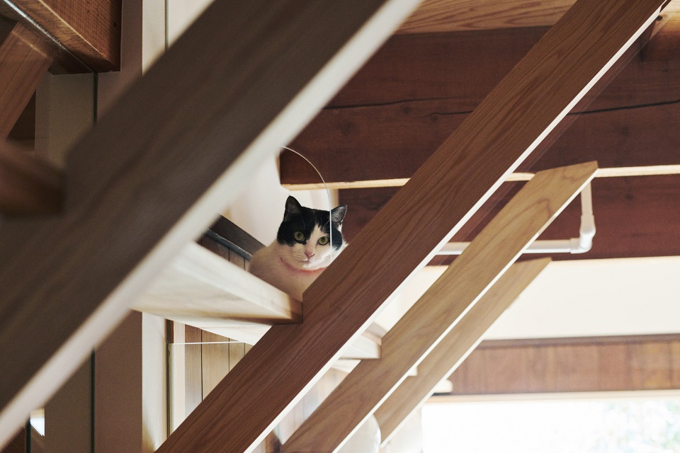 the anti earthquake reinforcing catwalk house by hitotomori architects