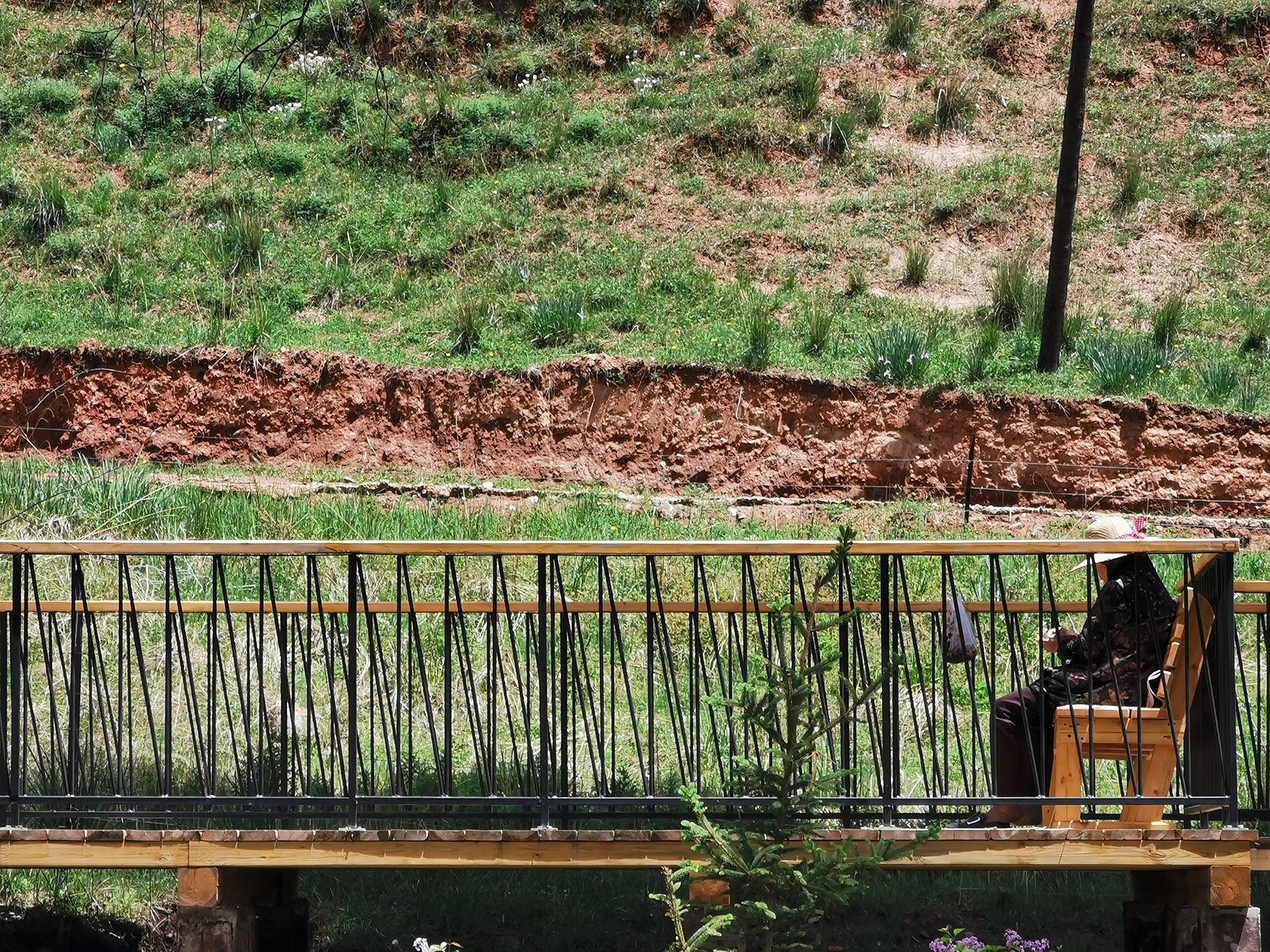 The construction of rural public space in the forest of Populus alba ...