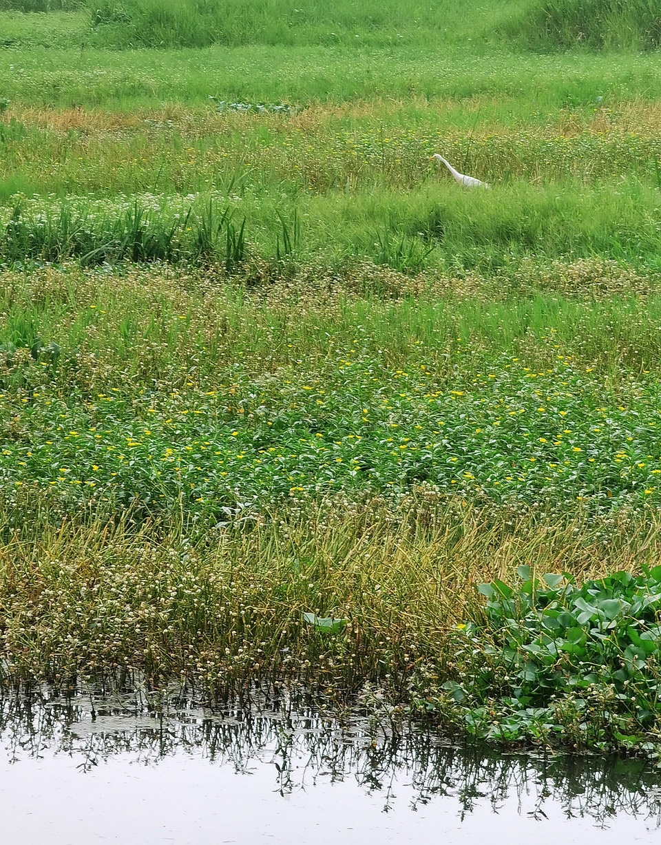 comprehensive treatment engineering of liulin park section linli national wetland park china by palm design