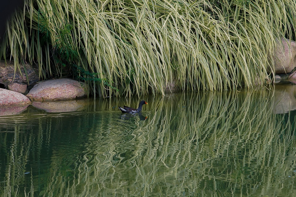ecological restoration landscape design of xichuan china by horizon atmosphere landscape