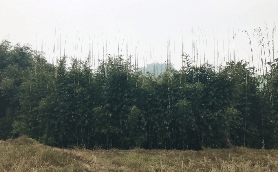 bamboo branch academy china by archermit