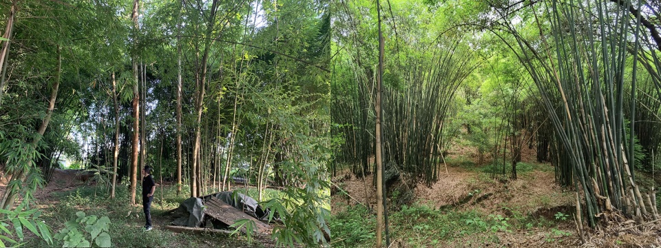 bamboo branch academy china by archermit