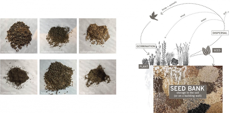 2020 asla communications award of excellence the seed bank a new approach to the living wall miridae