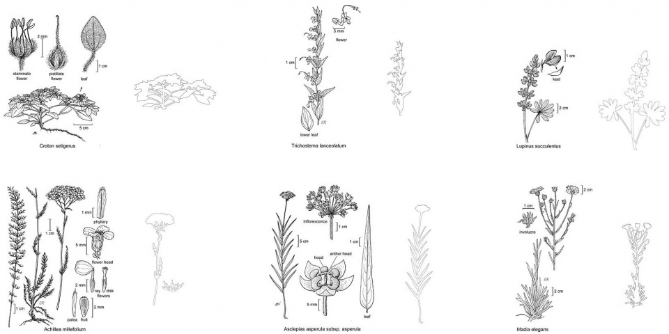 2020 asla communications award of excellence the seed bank a new approach to the living wall miridae