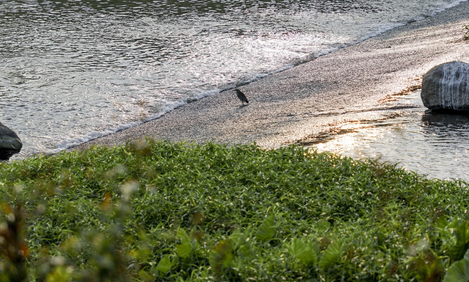 Dasha River Ecological Corridor Shenzhen by AECOM 1
