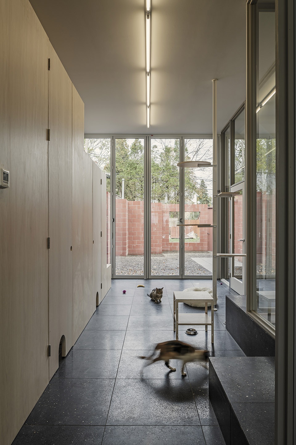 cat cafe in buffalo by davidson rafailidis