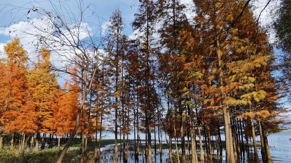 Ecological Restoration Design of Erhai Lake Riparian Buffer Zone Demonstration Section zeho
