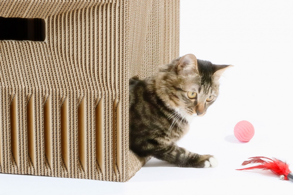 Cat Cube China by Lei Du