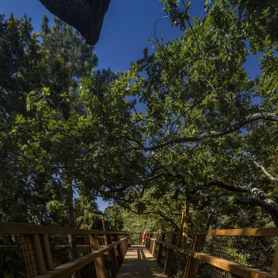 treetop walk serralves by alvaro siza