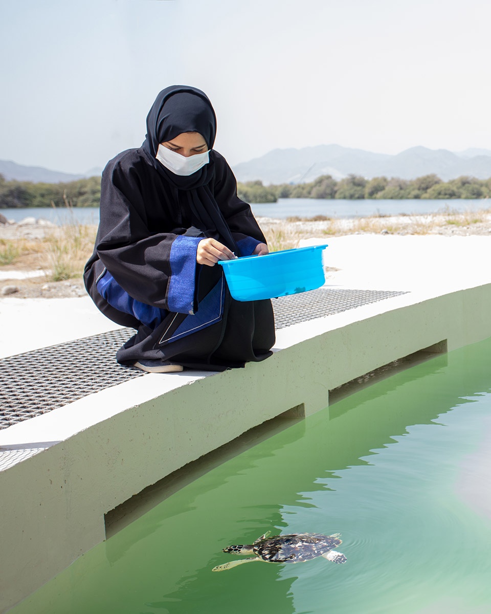 turtle sanctuary at kalba mangrove reserve by hopkins architects