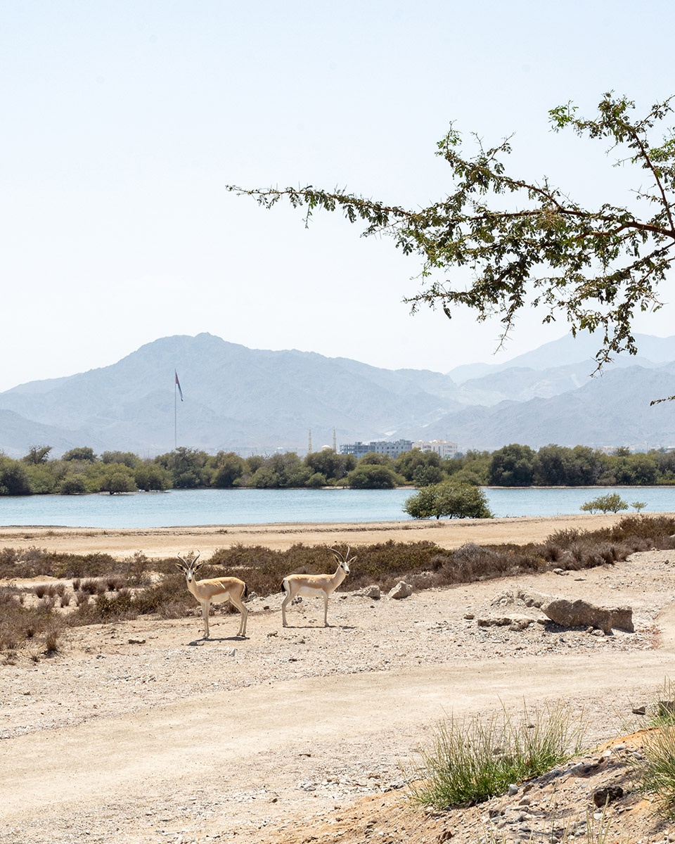 turtle sanctuary at kalba mangrove reserve by hopkins architects