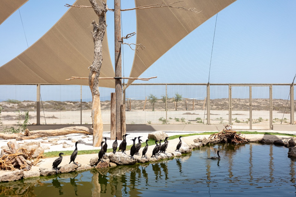 turtle sanctuary at kalba mangrove reserve by hopkins architects