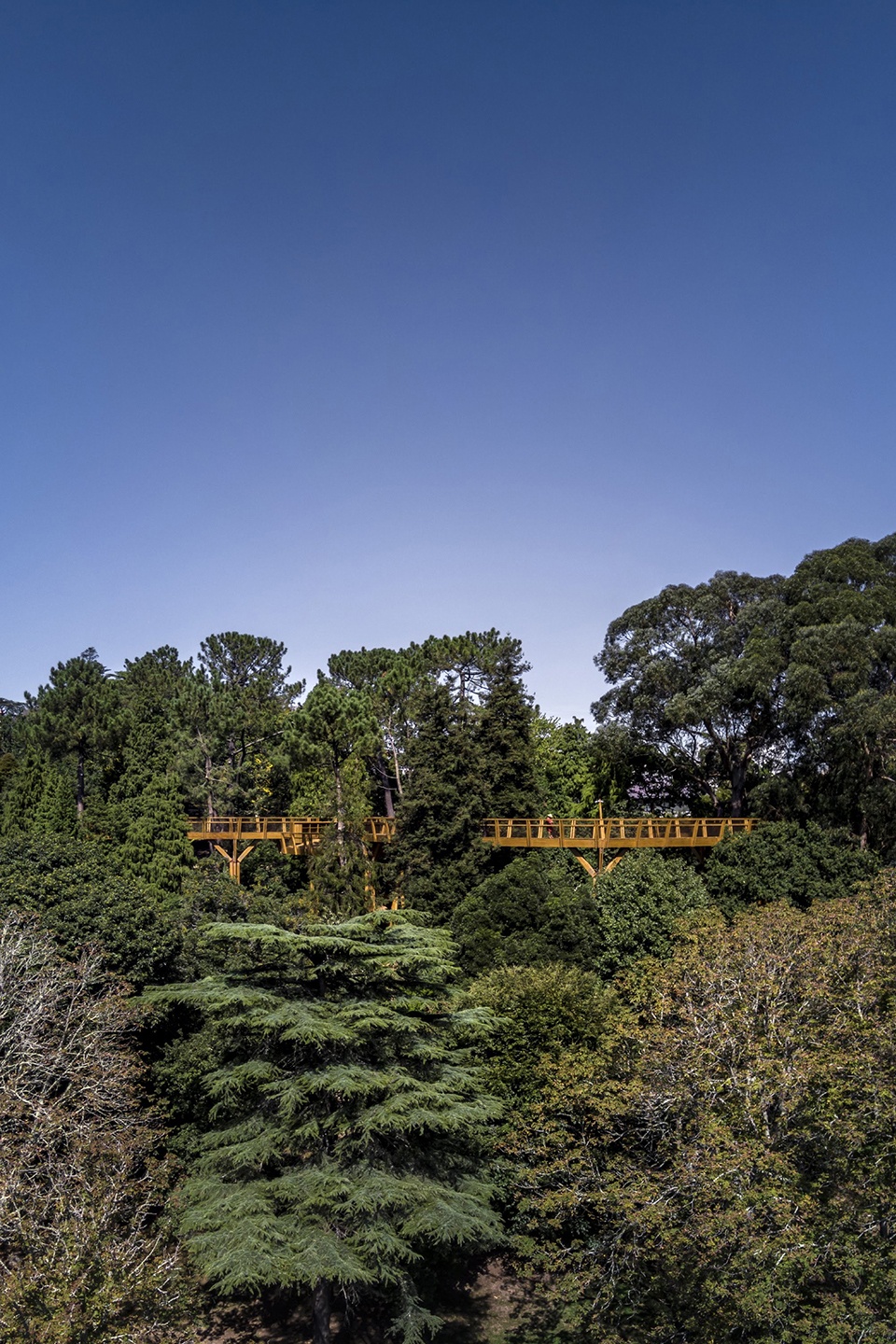 treetop walk serralves by alvaro siza