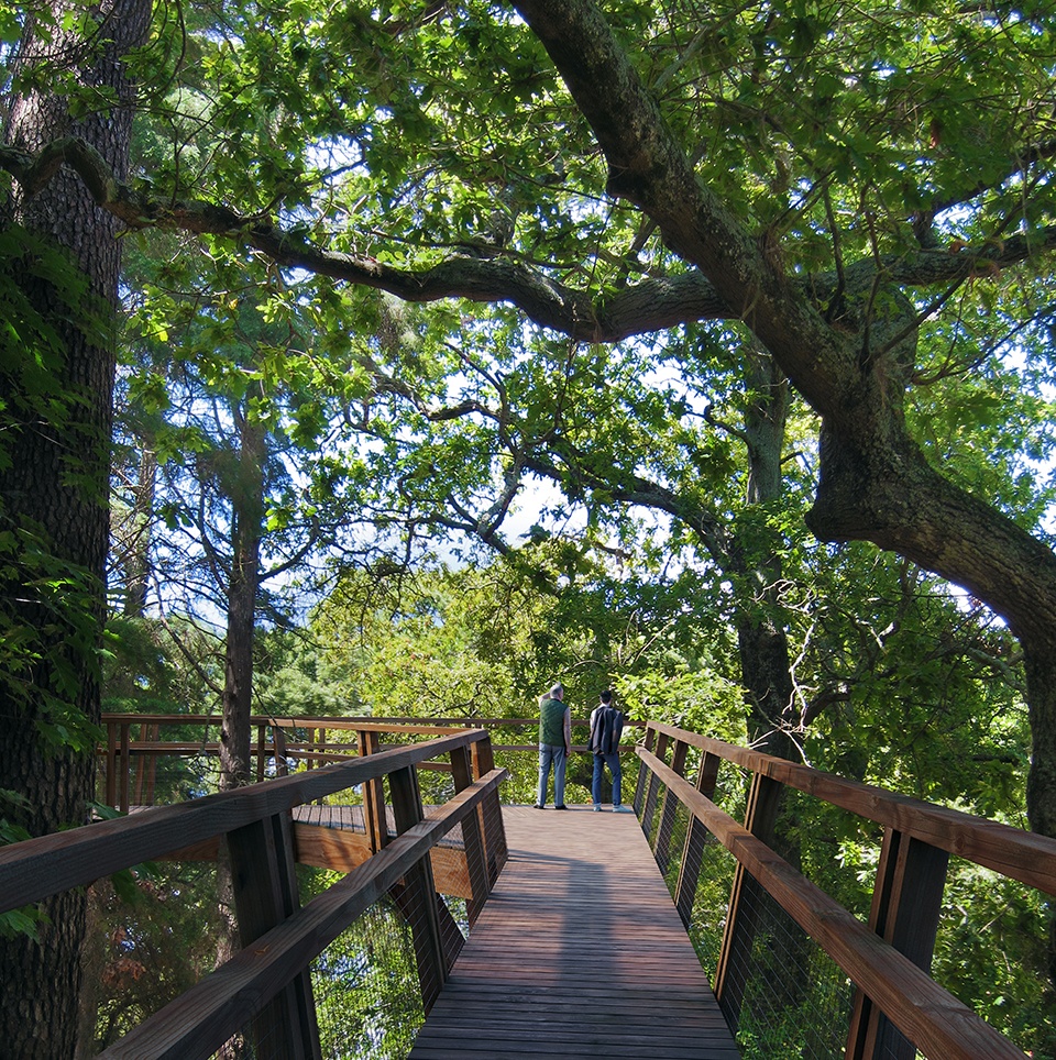 treetop walk serralves by alvaro siza